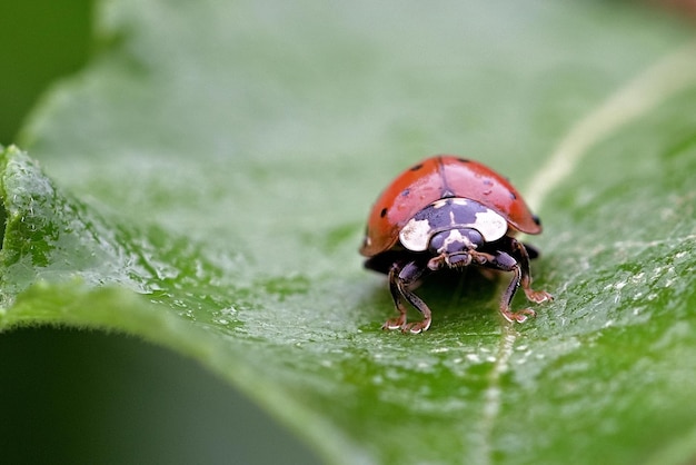 lieveheersbeestje op een blad