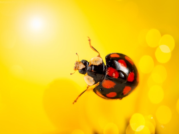 Lieveheersbeestje op een gele bloem. macrofotografie.