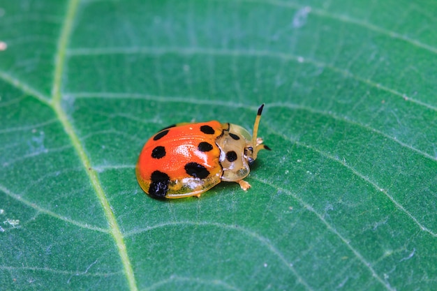 Lieveheersbeestje op een groen blad