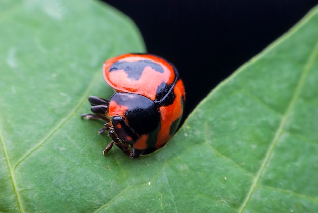 Lieveheersbeestje op een groene bladmacro