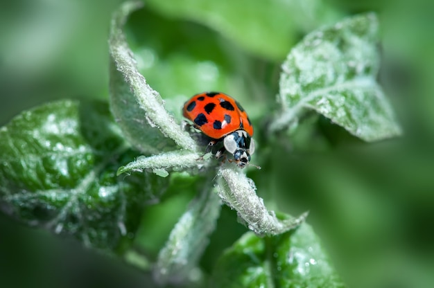 Lieveheersbeestje op een groene tak in een natuurlijke omgeving