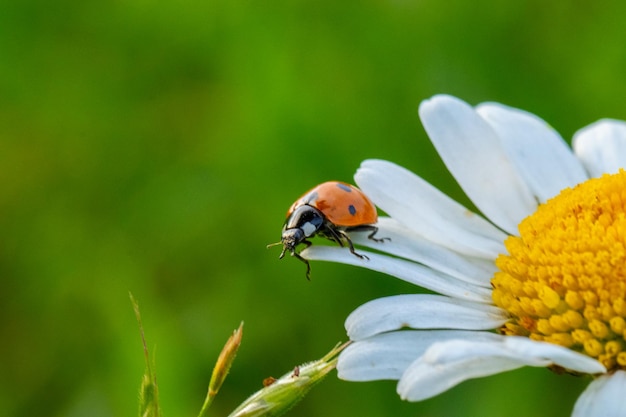 lieveheersbeestje op een margriet bij zonsondergang met groene achtergrond