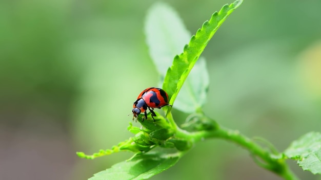 Lieveheersbeestje op een plant