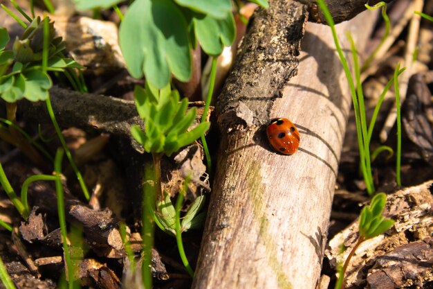 Lieveheersbeestje op een stokje in groen gras