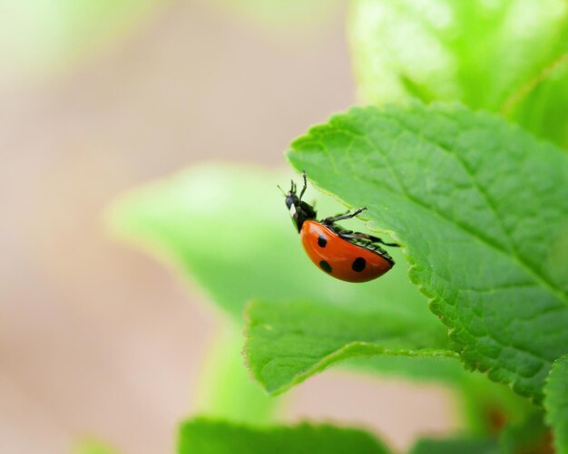 Lieveheersbeestje op groen blad