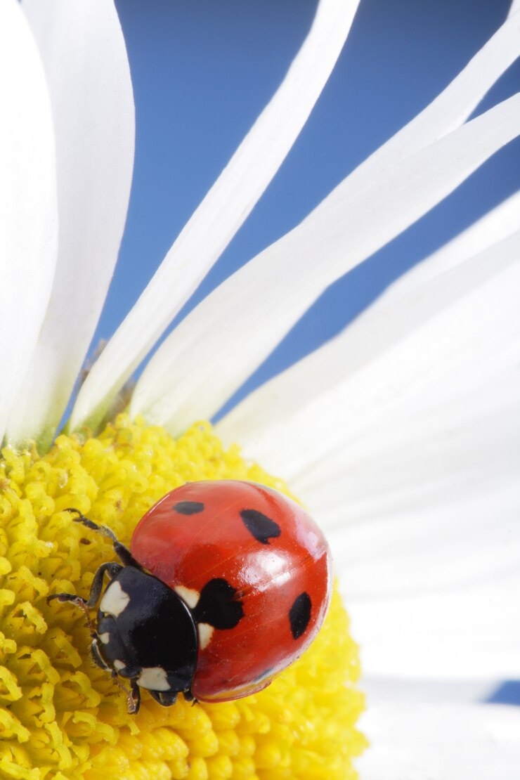 Foto lieveheersbeestje op kamille bloem