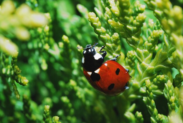 Foto lieveheersbeestje op struik