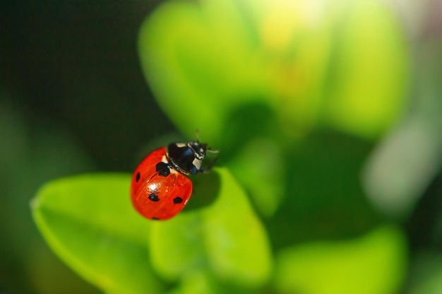 Lieveheersbeestje zit op groene bladeren Macro foto insecten in zonlicht