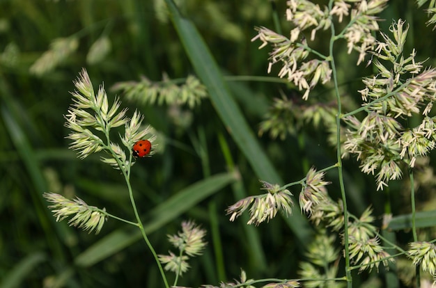 Lieveheersbeestje zittend op een groene plant spruit.