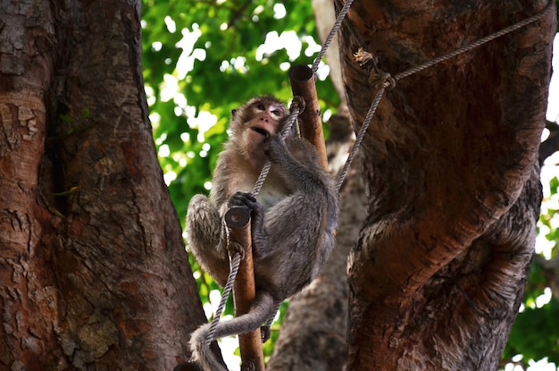 Photo life animals monkeys family playing eat drink and rest relax on floor garden park at outdoor of phra kal shrine near ancient ruins building in phra prang sam yod at lopburi city in lop buri thailand