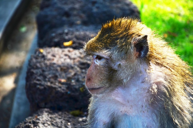 生きている動物の猿の家族が遊んで食べる飲み物と残りは、タイのロッブリー市にあるプラ・プラン・サム・ヨードの古代遺跡の近くのプラ・カル神社の屋外の床庭公園でくつろぐ