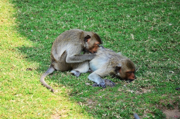 Photo life animals monkeys family playing eat drink and rest relax on floor garden park at outdoor of phra kal shrine near ancient ruins building in phra prang sam yod at lopburi city in lop buri thailand