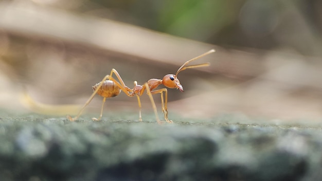 Photo the life of ants and their colonies in nature