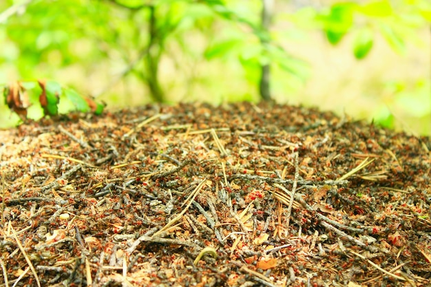 life in the big ant hill in the forest