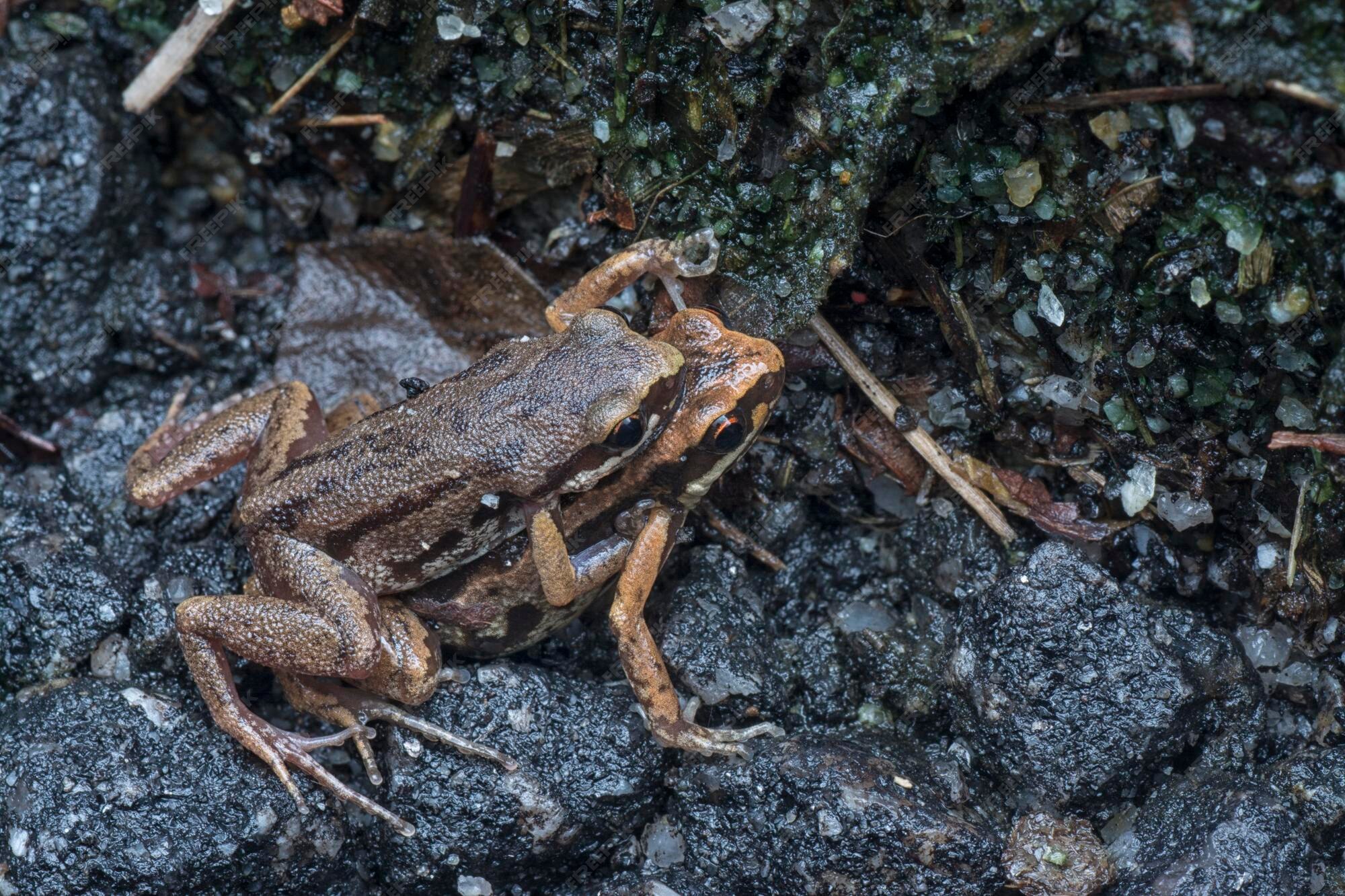Premium Photo | Life cycle of the common frogs