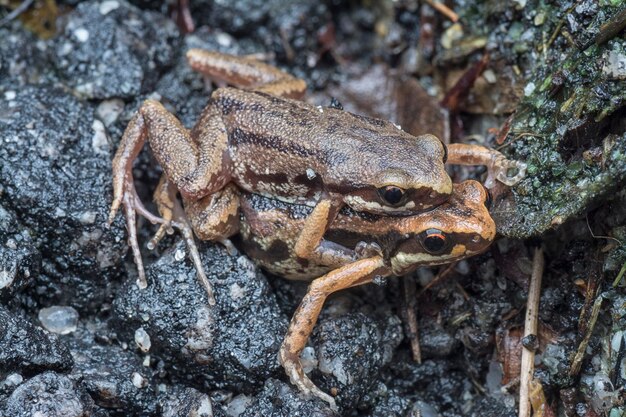 Photo life cycle of the common frogs