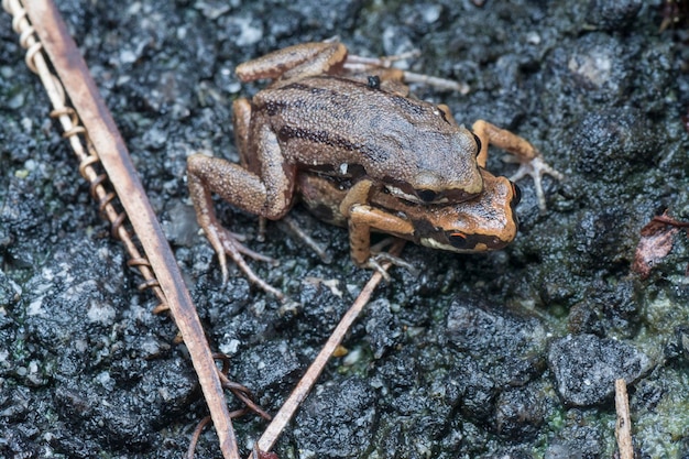 life cycle of the common frogs