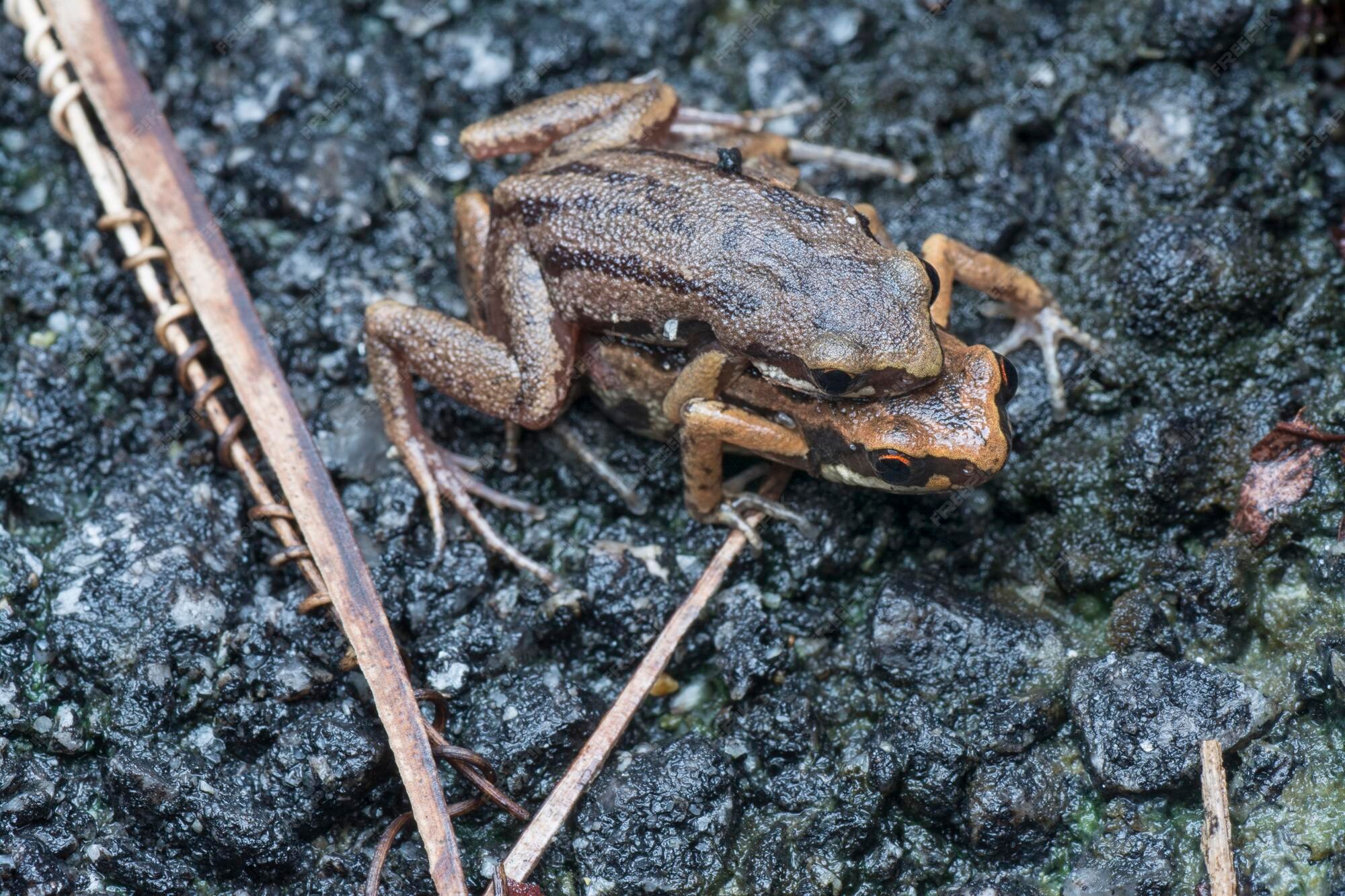 Premium Photo | Life cycle of the common frogs