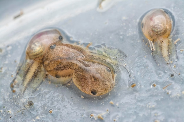 Photo life cycle of the common frogs