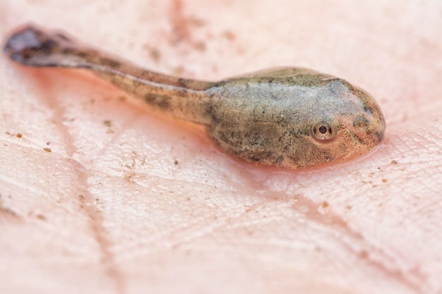 Photo life cycle of the common frogs