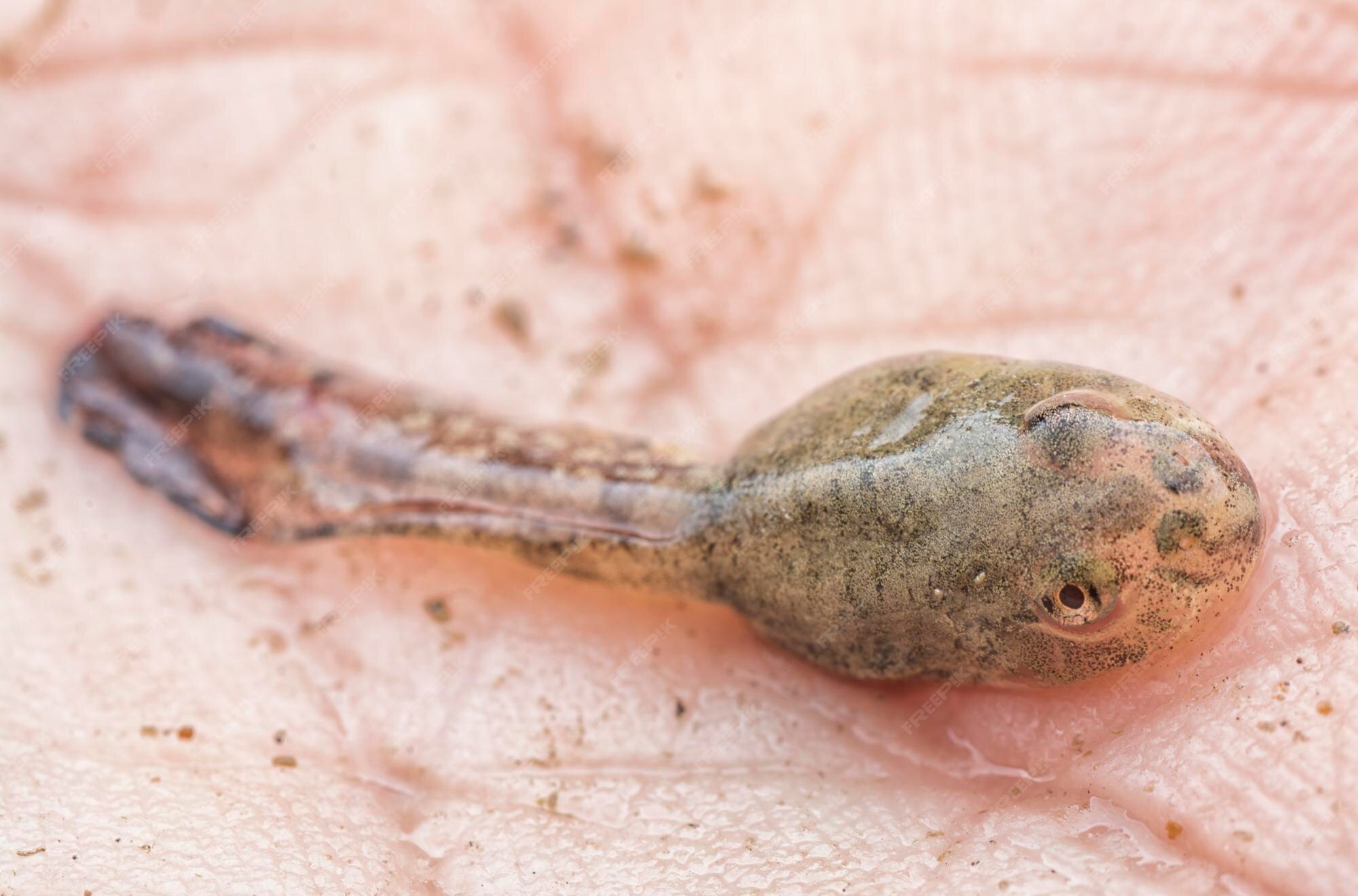 Premium Photo | Life cycle of the common frogs