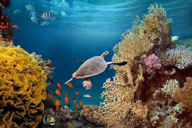 Life-giving sunlight underwater. Sun beams shinning underwater on the tropical coral reef.