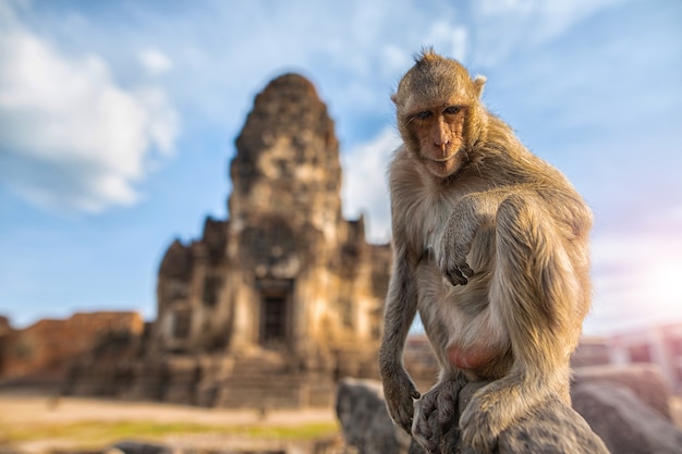 The life of monkeys with archaeological sites