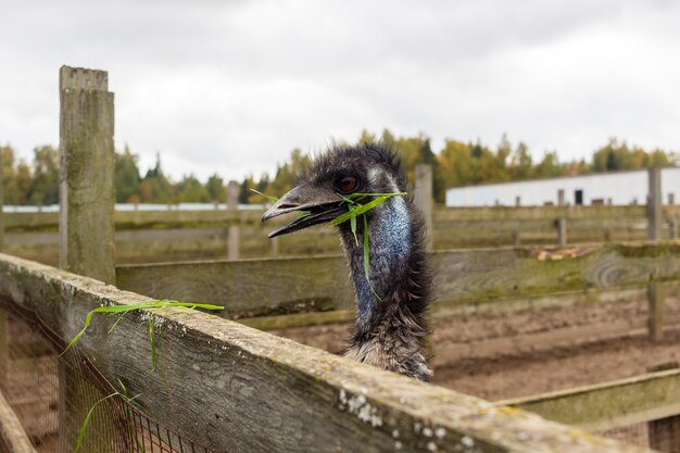 life of pets on the farm