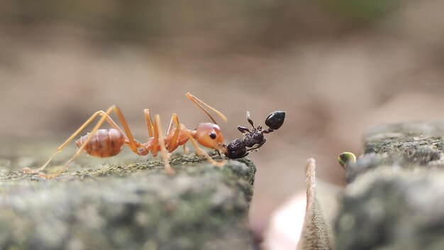 The life of red ants in nature