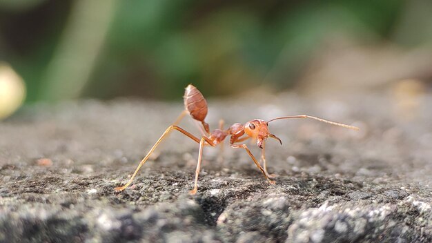 자연 속의 붉은 개미의 삶