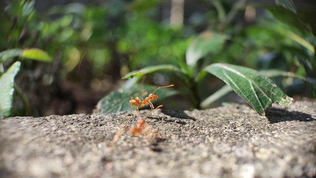 The life of red ants in nature