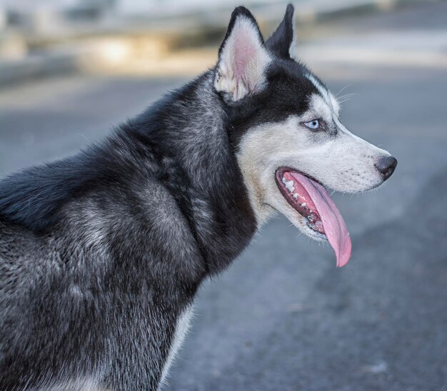 犬のライフスタイルと肖像画