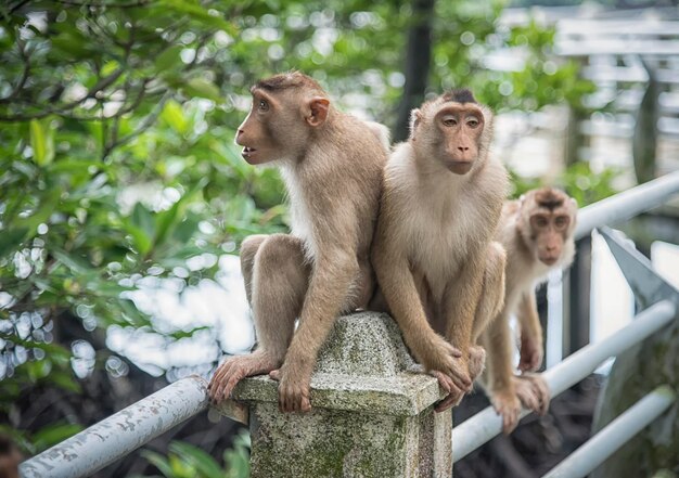 life style and portraiture of wild monkey