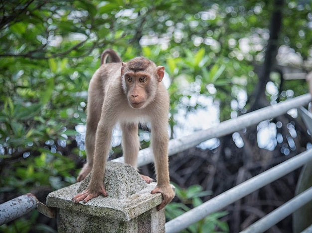 life style and portraiture of wild monkey