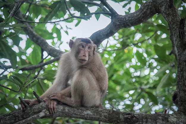 life style and portraiture of wild monkey