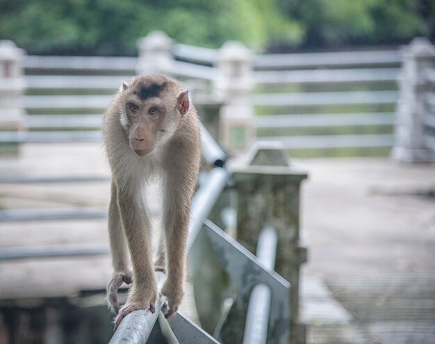 life style and portraiture of wild monkey