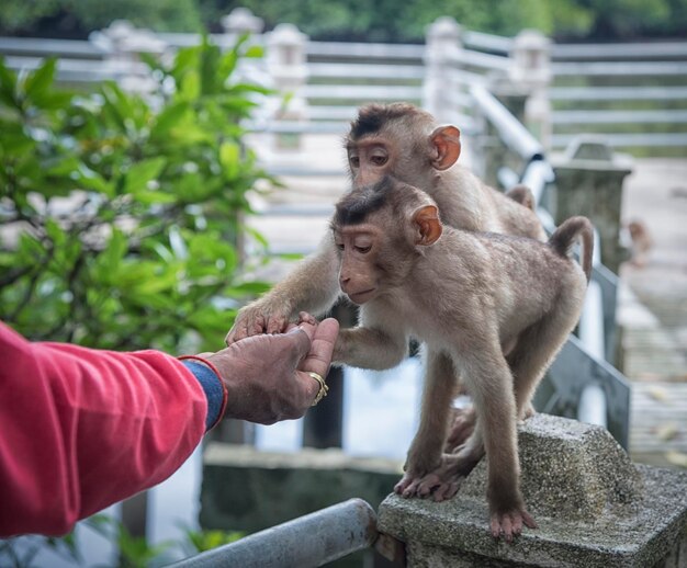 life style and portraiture of wild monkey