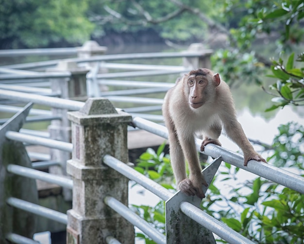 life style and portraiture of wild monkey