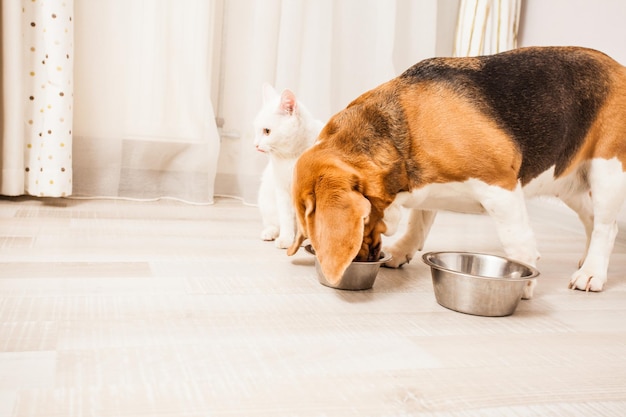 犬との生活