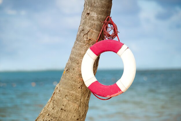 写真 海を背景に椰子の木にぶら下がっている救命浮輪。