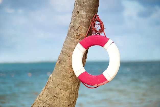 Lifebuoy hanging on a palm tree on the background of the sea.