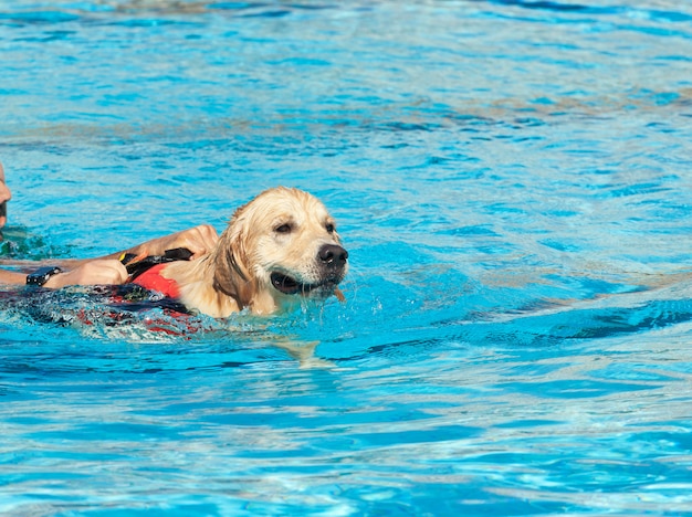 Lifeguard dog