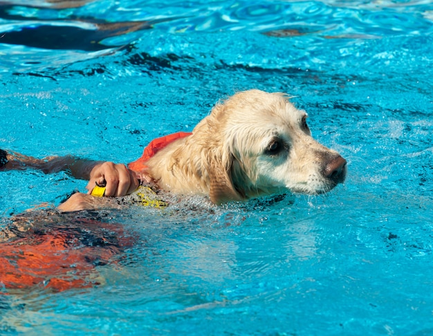 Lifeguard dog