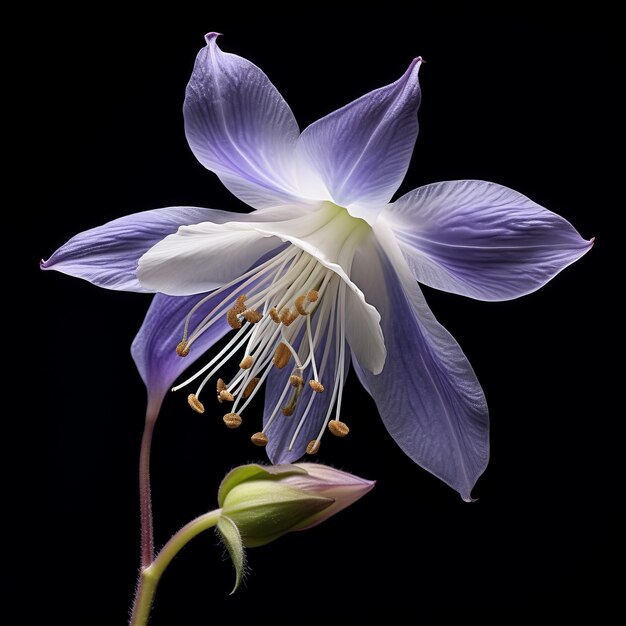 Photo lifelike columbine flower micro photograph with zeiss otus 85mm lens