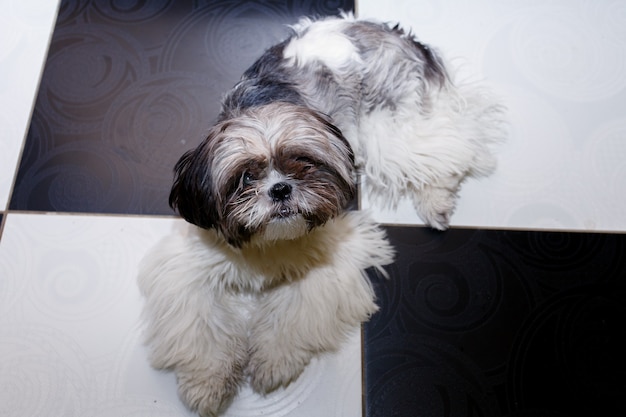 Lifestyle, animal, beauty concept- Shih tzu dog lying in home interior