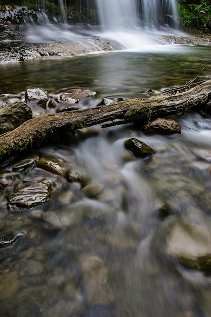 Фото Государственный заповедник liffey falls в регионе мидлендс в тасмании, австралия.