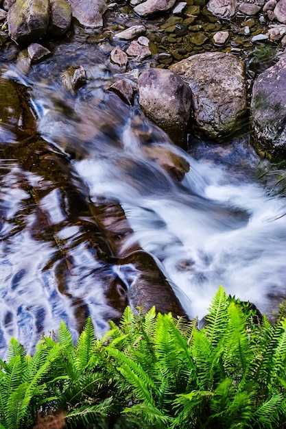 사진 호주 태즈 매니아의 미들랜드 지역에있는 liffey falls state reserve.