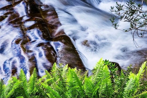 사진 호주 태즈 매니아의 미들랜드 지역에있는 liffey falls state reserve.