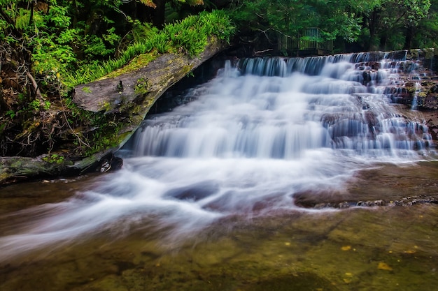 Фото Государственный заповедник liffey falls в регионе мидлендс в тасмании, австралия.