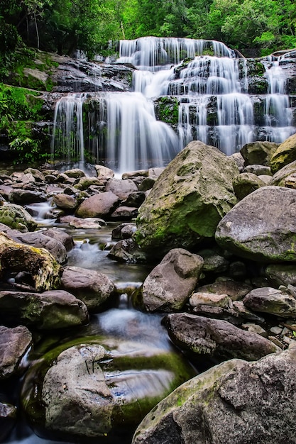 Foto liffey falls state reserve in het midlands-gebied van tasmania, australië.